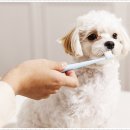 베베동물병원 이미지