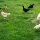 싱싱반찬 이미지