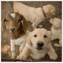 분홍염소 이미지