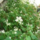 팔도막국수 이미지