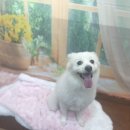 호이펫샵 이미지