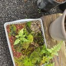 제주 밭담숲 치유농장 | 농촌교육농장 회의가 끝난 뒤, 우리는 가시림으로 갔습니다. 쉼이 있는 교육, 가시림에서 만난 농촌교육...