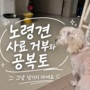 강아지 신부전 3기 전조 증상과 동물병원 검사 비용 진단 후기
