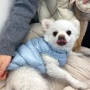 댕실댕실 이미지