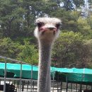 동보농장 Daum카페