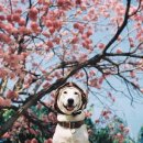 즐거운 강아지 이미지