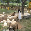 아담 목장 이미지