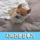 진보퍼피 | 퍼피코리아 시바견분양 후기 사진이 진짜 기가 막혀~
