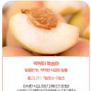 7월중순~8월달까지 맛 볼 수 있는 딱딱이 복숭아!