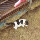 화천흑염소농장 이미지