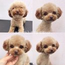 하단동174 이미지