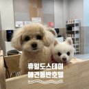 애견호텔 | 부산근교 애견동반숙소 추천｜진해 휴일도 스테이 애견동반호텔 후기
