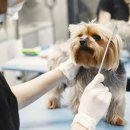 [전문가과정] 펫푸드 스타일리스트 2급 자격과정 이미지