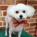 나르매애견 이미지