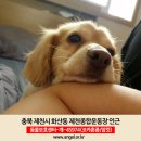 (강아지실종) 제천에서 강아지를 찾습니다! 충남 제천시 화산동 제천종합운동장 부근 이미지