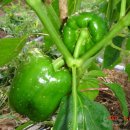 효정이네농장 이미지