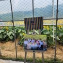 청춘담은푸드 | [서산 축제] 노란 물결 가득한 힐링의 현장, 2026년 ‘제5회 하솔 해바라기 축제’ 생생 방문 후기!