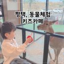 청원로 | 평택 애니멀클럽 키즈카페 동물체험까지 가능한 실내놀이터 후기