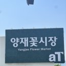 염곡 | 양재 꽃시장 :: 분화매장, 지하꽃시장, 절화.소재매장 방문후기 &#34;영업시간/휴무/주차 정보&#34;