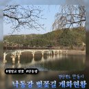 안동댐 소공원 주차장 안 | 안동 월영교 낙동강 벚꽃길 3월 말 벚꽃 개화 현황 및 만개 시기 | 안동댐 산책