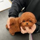 앨리스코리아켄넬 이미지