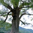 함안 영동리 회화나무 이미지