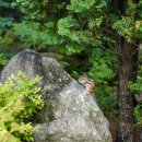 솔향수목원(솔숲광장) 이미지