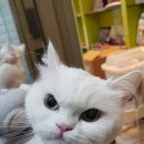 펫샵몽 네이버블로그