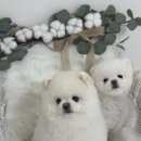 포동펫살롱 이미지