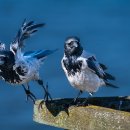 신북농협한우프라자 이미지