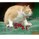 그루밍 이미지