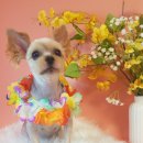 땡큐멍냥 이미지