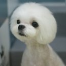 판교종합 동물병원 이미지
