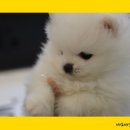 미스터 멍 애견샵 이미지