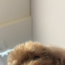 똥꾸댕댕 이미지