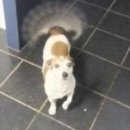 꼬리 흔드는 강아지 이미지