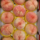 찰스네 감귤