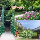 홍천 수타사 산소길, 공작산생태숲캉스 필수코스에서 만난 불두화 작약꽃 핀 천년고찰 꽃대궐 인생샷...