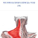 스피드 향상 ㅡ 승모근과 어깨 사용하기 이미지