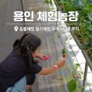 모래틈농장 | 용인 실내 가볼만한곳 동물체험 딸기체험농장 포레스트벨 후기