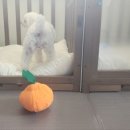 가히애견 이미지