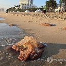해파리 - 수영구 남천바다로33번길 72 | 해파리