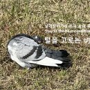 털을 고르는 비둘기 A pigeon for picking out fur 이미지