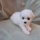 도그마루 강아지고양이 일산점 이미지