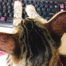 딩글딩글고양이 이미지