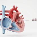 지성동물병원 | 수영역동물병원, 노령견과 소형견에게 흔하게 발생하는 강아지 심장질환
