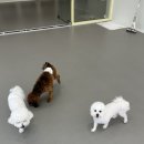 룰루랄라 댕치원 이미지