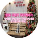 케이펫페어(K-PET):: 그 어느 때보다 후끈후끈했던 킨텍스 애견박람회 케이펫 후기! 후기작성에만 9시간;;;