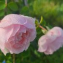 더가드너 이미지