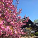 선암사 | 순천 선암사 겹벚꽃 실시간 후기｜선암사 벚꽃 지금 100% 만개